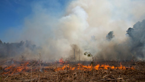 Bushfire