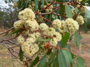 Eucalyptus microcarpa-Peter_Watton (3)-resized