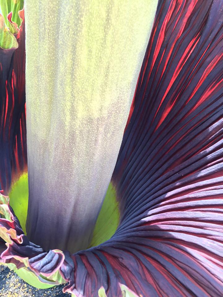 The famed Corpse Flower is in bloom! Photo by Tom Chladek