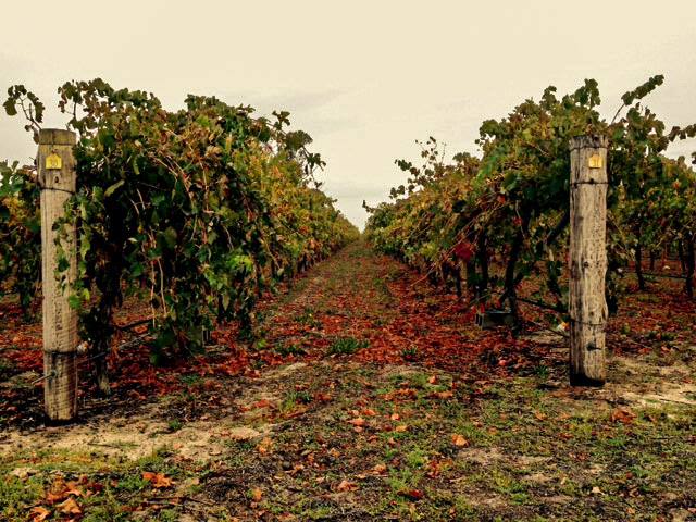 Autumn has hit at this beautiful farm come winery...