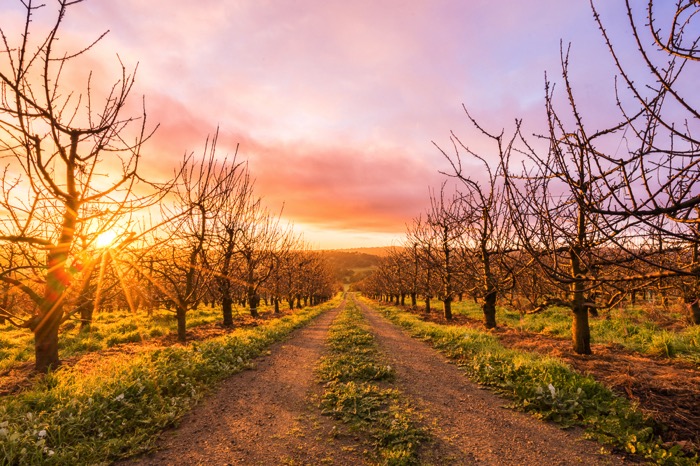 Orchards, Adelaide Hills.