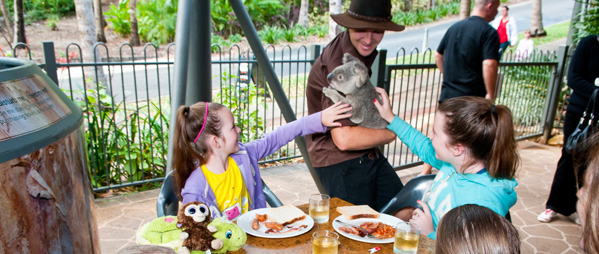 koala-breakfast-wild-life