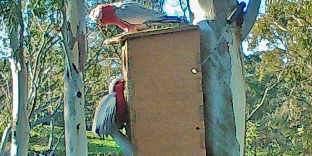 macaw nest box