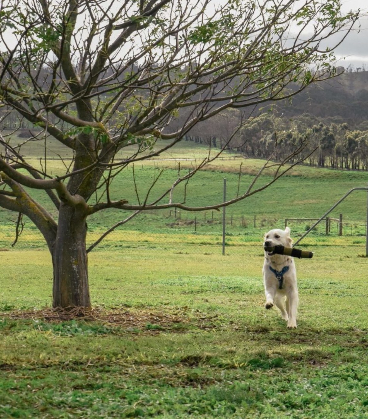 Fleurieu dog outlet kennels