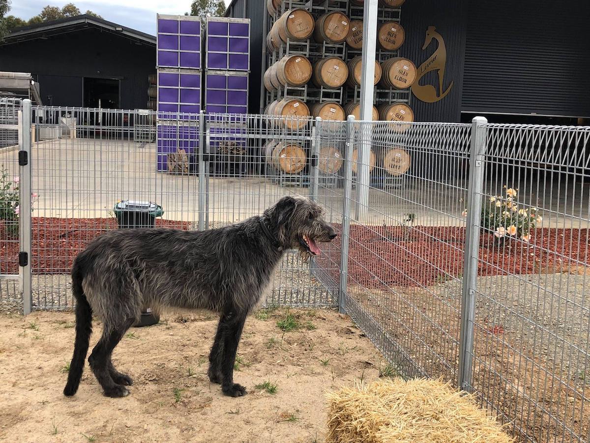 Dog friendly wine tasting experience on offer at Barossa s L vrier