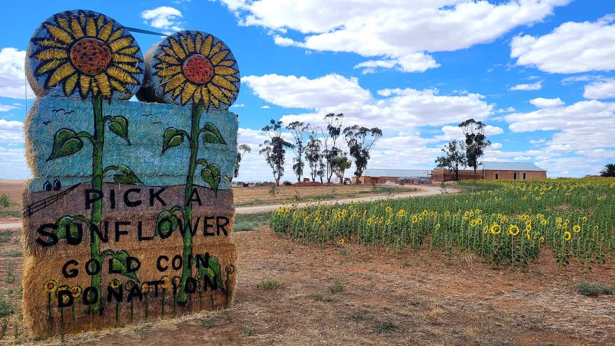 The Flower Field - Vale Pick Your Own