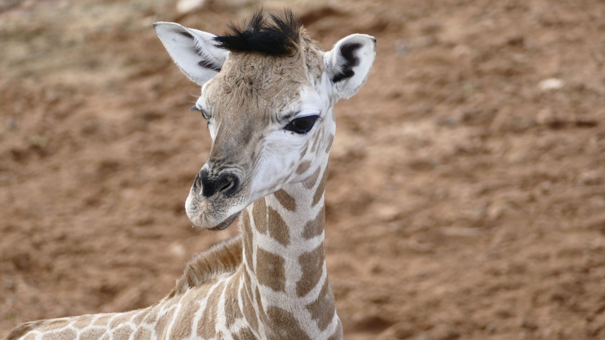 Monarto Safari Park welcomes baby giraffe and you have a chance to name it  • Glam Adelaide