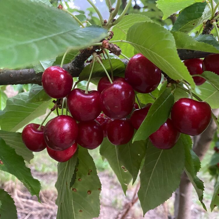 Your guide to cherry picking in South Australia Glam Adelaide