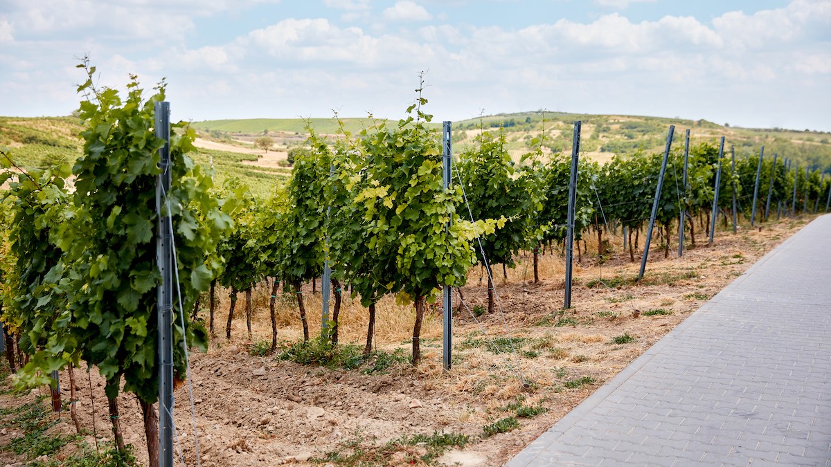 Wino SA zostało uznane za najczęściej zbieranego Rieslinga w Australii