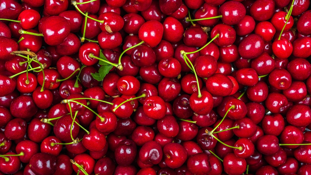 Cool spring pushes Adelaide Hills cherry harvest back but quality remains high
