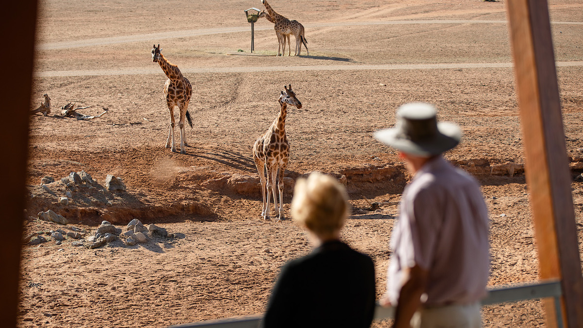 Tasting Australia brings Langhorne Creek to Monarto Safari Park for an evening of wine and wildlife