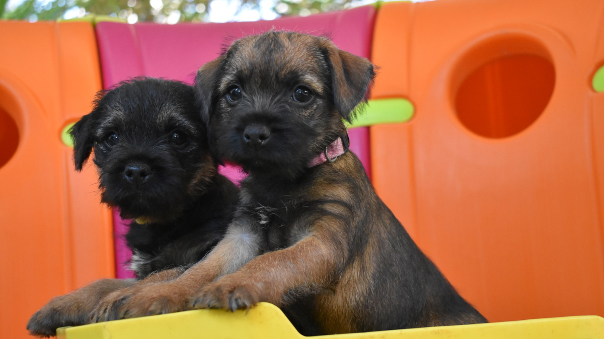 A M national Assistance Dog training centre is coming to the Adelaide Hills A M national Assistance Dog training centre is coming to the Adelaide Hills