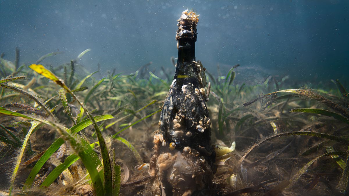 A rare sea-aged wine has been released in a collab between SA’s best seafood restaurant SiSea, Yumbah seafood and DAOSA wines