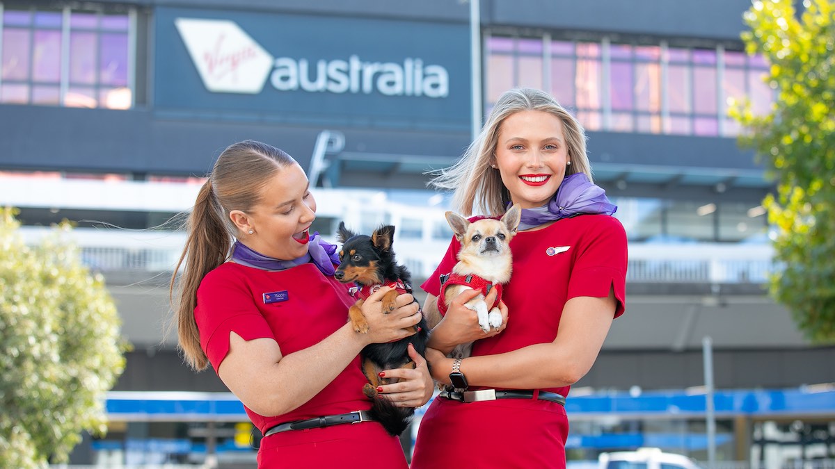 Adelaide pets cleared for take-off as Virgin Australia launches in-cabin flights this month Adelaide pets cleared for take-off as Virgin Australia launches in-cabin flights this month