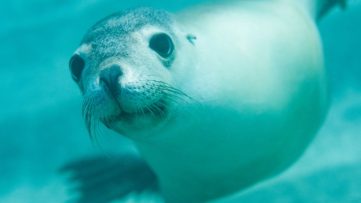 South Australians urged to stay alert as H5 bird flu threatens endangered sea lions South Australians urged to stay alert as H5 bird flu threatens endangered sea lions