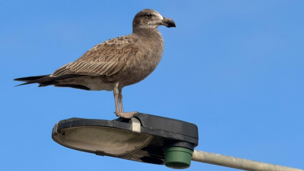 Confirmed bird flu cases rise to seven as new metro Adelaide detection recorded Confirmed bird flu cases rise to seven as new metro Adelaide detection recorded