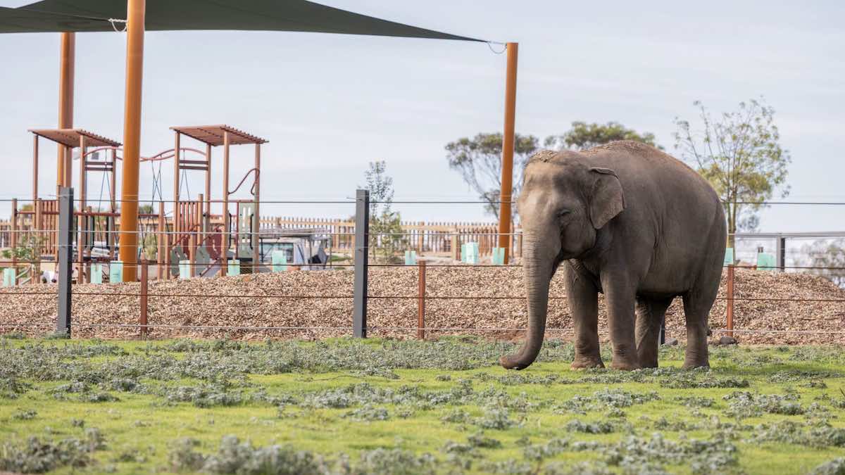 Monarto Safari Park opens Elephants of Asia precinct, bringing visitors face-to-face with SA’s newest elephant herd Monarto Safari Park opens Elephants of Asia precinct, bringing visitors face-to-face with SA’s newest elephant herd