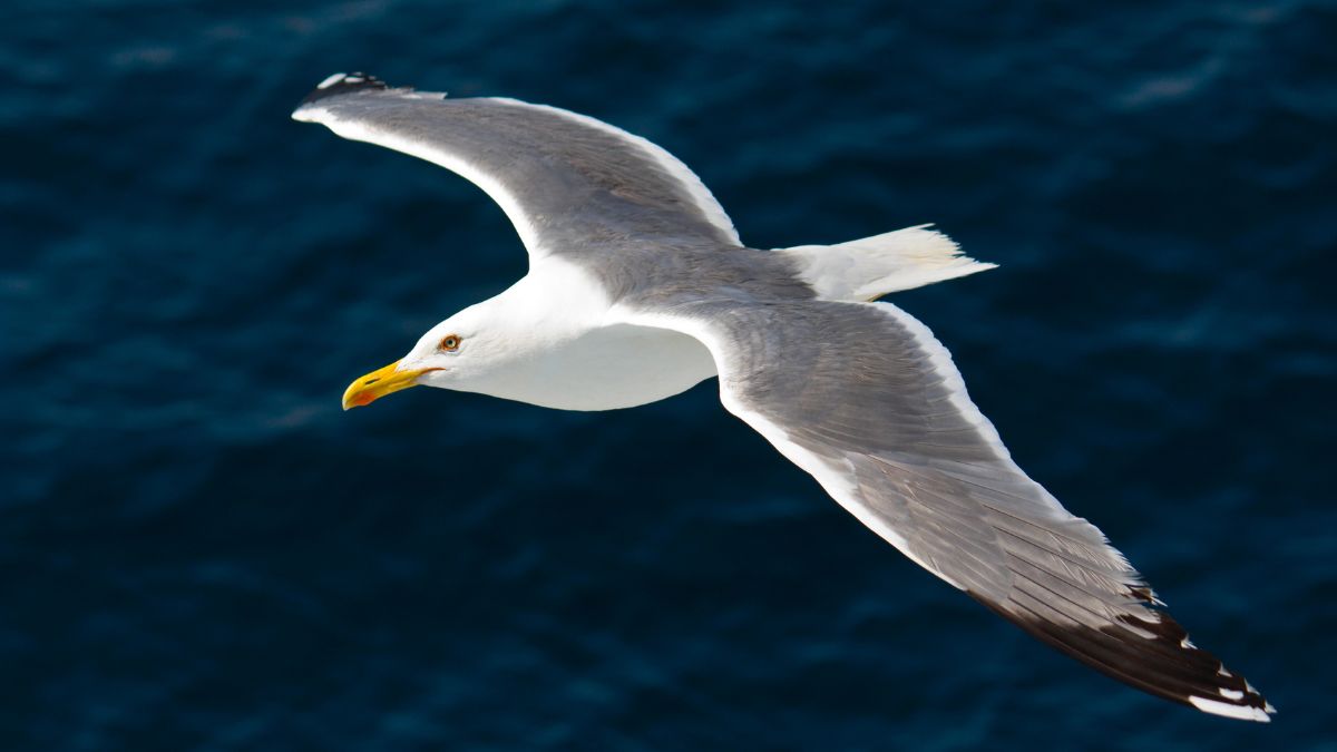 Suspected H5 bird flu detected in silver gull at Robe Suspected H5 bird flu detected in silver gull at Robe