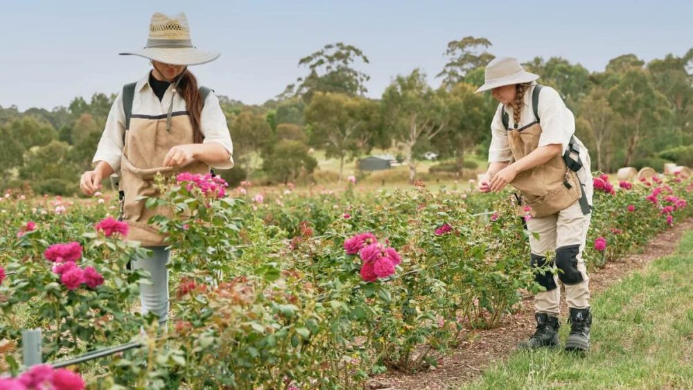 The Adelaide Hills has launched a new self-drive trail celebrating the best farms, flowers and fresh produce coming out of the region.