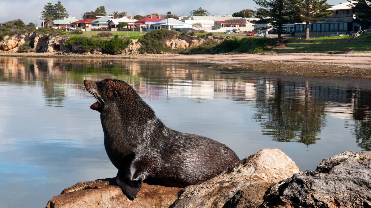 Second SA fur seal suspected of H5 bird flu after Australia’s first mammal case Second SA fur seal suspected of H5 bird flu after Australia’s first mammal case